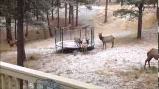 Elk ertons on a Trampoline
