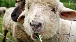 (4K) Sheep & Lamb videos 🐏 Sheeps grazing 🍀 Shepherding in the nature & green 🛎️ Nature sounds 🪕