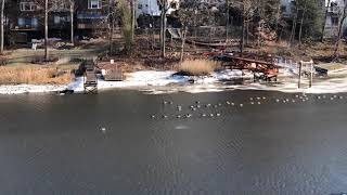 Ducks swimming against the current