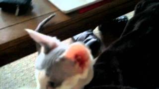 Morning kittens