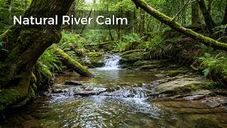 Relaxing Forest Sounds with Birds and Gentle Stream