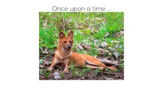 Some more Wild Dogs (Dhole) at Bandipur, Karnataka