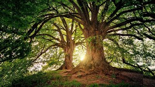 Top Background Music | No copyright | Mindfull Calm Relaxing Songs | HoneyBee