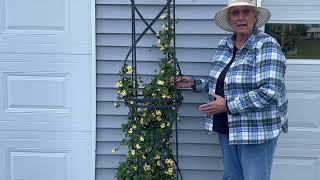 Thunbergia - Growing Flowering Vines in Containers
