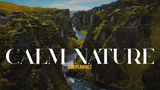 Nature Therapy: Relaxing Full Motion Forestry with Natural Sounds