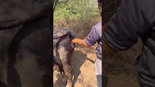 सीडर की वीडयो पुरी विडयो पूरी देख़ो