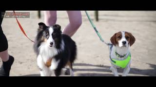 Waggy Races Portstewart Strand 2017