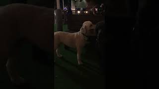 Jack visits the Dog Bar 7/28/2022