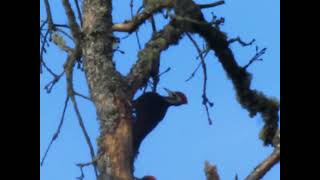Tualatin River Refuge June 13, 2024