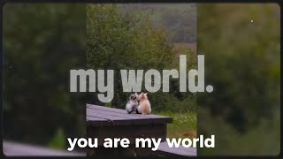 ❝𝐲𝐨𝐮 𝐚𝐫𝐞 𝐦𝐲 𝐰𝐨𝐫𝐥𝐝.❞ (playlist)