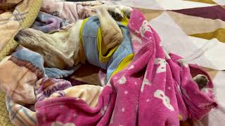 Love and comfort were all Leo ever wanted | Leo The Beagle