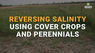 Reversing Salinity and Restoring Land Productivity with Cover Crops & Perennials