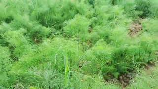 Soonf ki kheti #farmingone 
