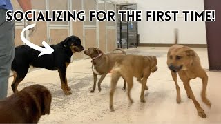 Busy Mother's Day Weekend at Our Dog Facility + Socializing a Nervous Rottweiler | Wholesome VLOG
