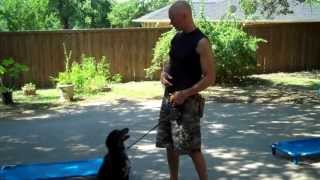 Dallas dog training | Redeeming Dogs | Blu - Australian shepherd puppy | Tod McVicker, trainer