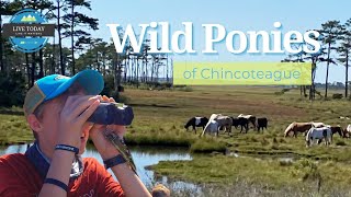 CHINCOTEAGUE ISLAND | Wild Ponies | ASSATEAGUE Lighthouse / Full Time RV Family