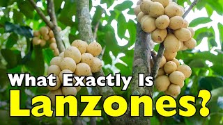 What Exactly Is Lanzones? The Seasonal Fruit You Can’t Always Find