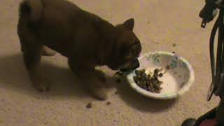 Noodles baby 5 eating 3