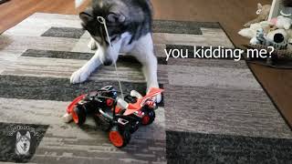 Husky Reacts to his new toy | Dog Vs Car | alusky cypher