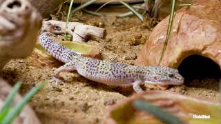 How to Set Up your Vivarium for an adult Leopard Gecko