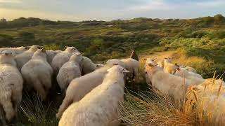 The Wexford Carol (Irish Trad. arr. Andrew Wainwright) Berlin Strings & Solo Strings & Tina Guo