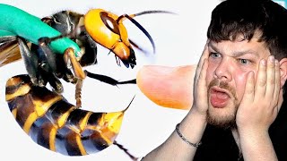 TÖDLICHER STICH von einer HORNISSE?! [Brave Wilderness] I Yunghesslich Reaction