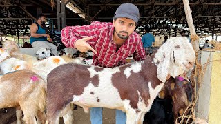 DEONAR BAKRA MANDI TUESDAY LATEST UPDATE 26 August 2025 | LIVE Market Update | Deonar Meat Market |