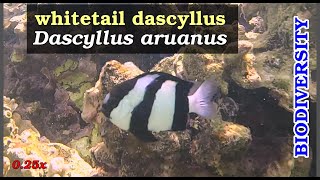 Nest Defense Behavior of Dascyllus aruanus | Territorial Damselfish in the Bohol Sea