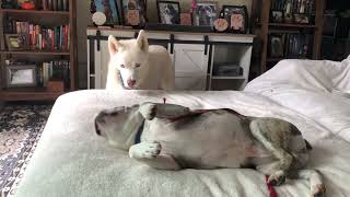 Stella’s Rescue Day