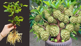 How To Propagate Sweetsop Tree From Cutting Faster With Onions and Aloe Vera