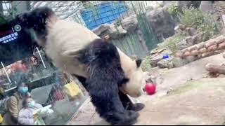 Panda trolls travelers