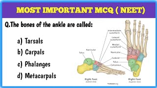 NEET Most Important Mcq | NEET Previous Year Mcq | Class 11 Biology Questions With Answer