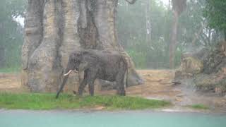 Kilimanjaro Safari in the rain