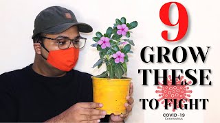 9 Best Plants to EAT and GROW In Home to Fight Koro Na