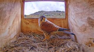 Inside a Kestrel Nest - 24/7 LIVE 🔴 by Morten Hilmer
