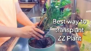 How to transplant ZZ Plant 🪴