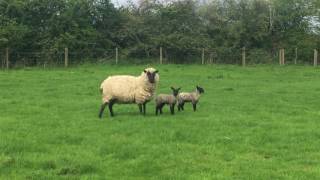 Lambs in Maids Moreton