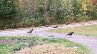 Wild Turkeys Taking A Stroll
