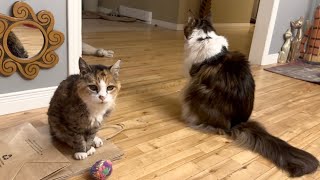🔉Mighty Hunter?? 😲 Tiny Miss Muffy Cat 