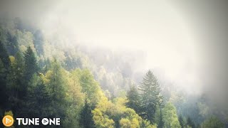 Winter In The Foggy Forest  with Healing Music ☃️🌳 ~ [ Calming music / Relaxing music]