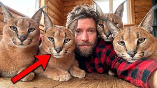 Rescued a "Kitten" with WEIRD EARS... Now my house is full of GIANTS!
