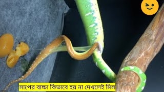 সাপের বাচ্চা কিভাবে হয় পুরো ভিডিও টি না টেনে দেখুন || Cielo || Huma-Huma