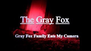 Gray Fox Family Eats My Camera