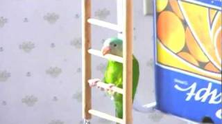 Penny Climbs Up Home