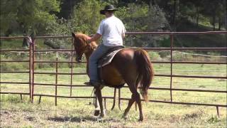 Missouri Foxtrotters ~ READY