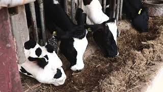 DigiAgriFood - Promo Video