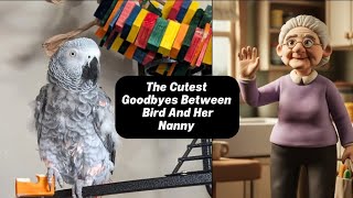 The Cutest Goodbyes Between Bird And Her Nanny ❤️ #cute #talkingparrot #parrot #pets #animals #cosmo