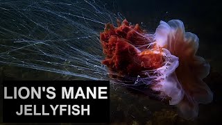 LION'S MANE JELLYFISH / Cyanea capillata / The giant jellyfish or the hair jelly