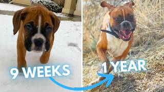 Boxer Puppy to Dog Transformation (4 Weeks to 1 Year)