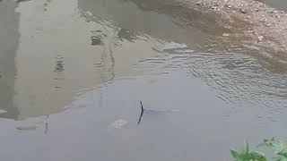 Heavy rainfall in peerzadiguda || uppal || hyderabad